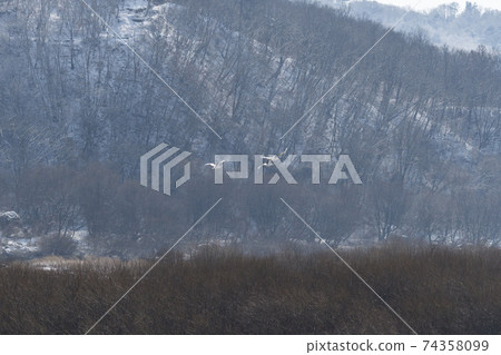 Crane, Cheolwon-gun, Gangwon-do 74358099