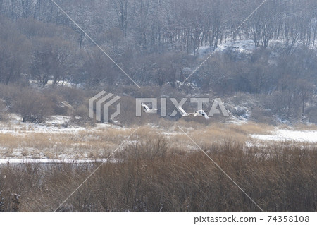 Crane, Cheolwon-gun, Gangwon-do Crane, Cheolwon-gun, Gangwon-do 74358108