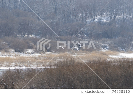 起重機,Cheolwon-gun,江原道 起重機,Cheolwon-gun,江原道 74358110
