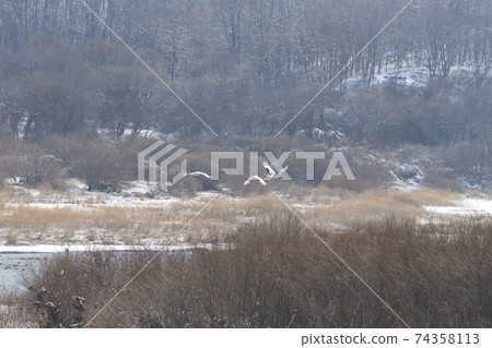起重機,Cheolwon-gun,江原道 起重機,Cheolwon-gun,江原道 74358113