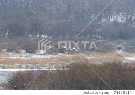 Crane, Cheolwon-gun, Gangwon-do 74358114