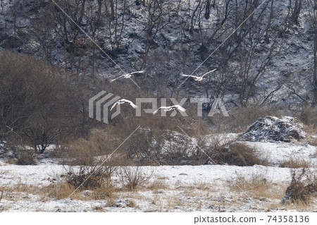 Crane, Cheolwon-gun, Gangwon-do Crane, Cheolwon-gun, Gangwon-do 74358136