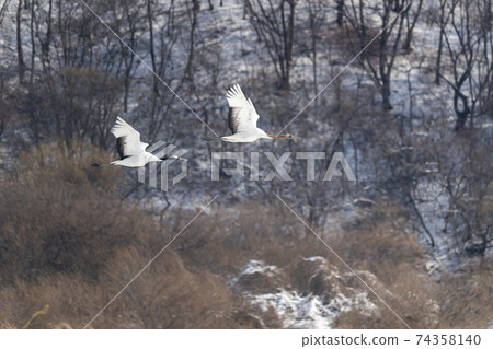 起重機,Cheolwon-gun,江原道 起重機,Cheolwon-gun,江原道 74358140
