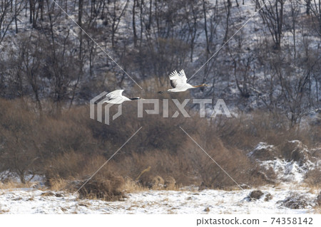 Crane, Cheolwon-gun, Gangwon-do Crane, Cheolwon-gun, Gangwon-do 74358142