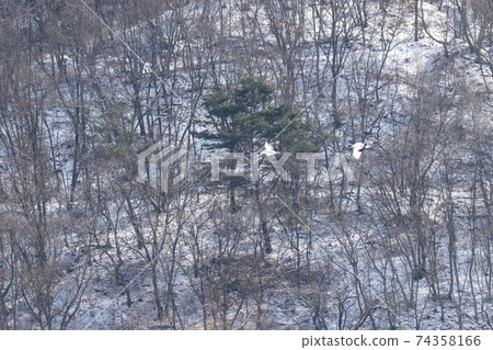 起重機，Cheolwon-gun，江原道 74358166