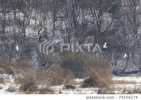 Crane, Cheolwon-gun, Gangwon-do Crane, Cheolwon-gun, Gangwon-do 74358174