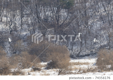 起重機,Cheolwon-gun,江原道 起重機,Cheolwon-gun,江原道 74358176