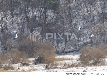 Crane, Cheolwon-gun, Gangwon-do Crane, Cheolwon-gun, Gangwon-do 74358177