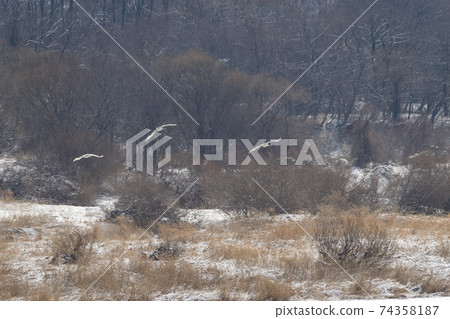 Crane, Cheolwon-gun, Gangwon-do Crane, Cheolwon-gun, Gangwon-do 74358187