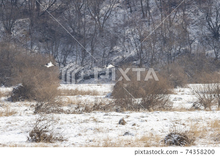 Crane, Cheolwon-gun, Gangwon-do Crane, Cheolwon-gun, Gangwon-do 74358200
