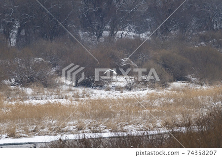 Crane, Cheolwon-gun, Gangwon-do Crane, Cheolwon-gun, Gangwon-do 74358207