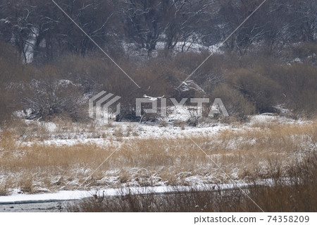 Crane, Cheolwon-gun, Gangwon-do Crane, Cheolwon-gun, Gangwon-do 74358209