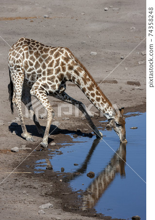 Giraffe - Namibia - Africa 74358248