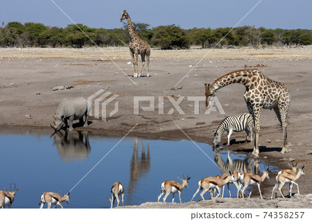 Busy waterhole in Etosha National Park in Namibia 74358257