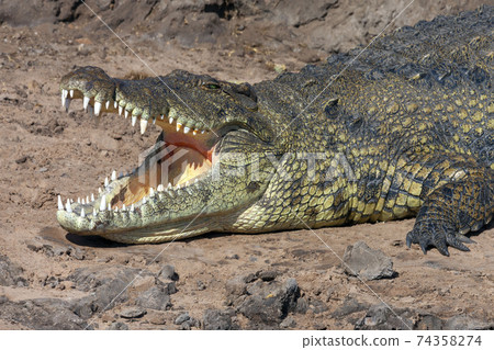 Nile crocodile - Botswana Nile crocodile - Botswana 74358274