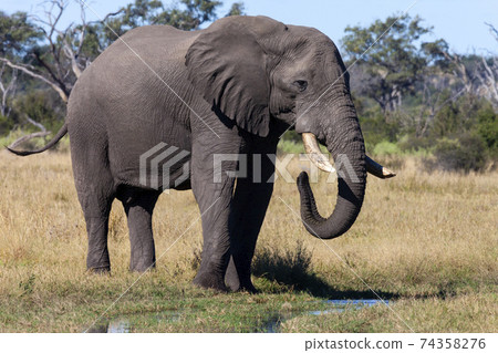 African Elephant - Botswana African Elephant - Botswana 74358276