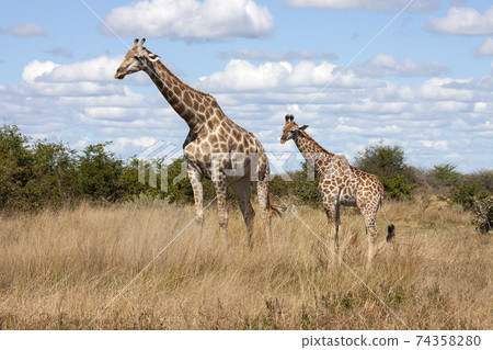 Giraffe - Botswana - Africa 74358280