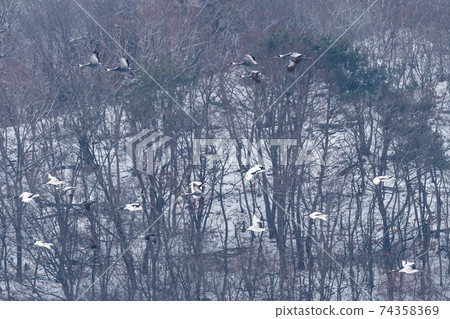 Crane, Cheolwon-gun, Gangwon-do 74358369