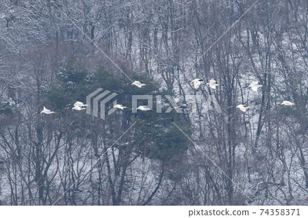 Crane, Cheolwon-gun, Gangwon-do 74358371