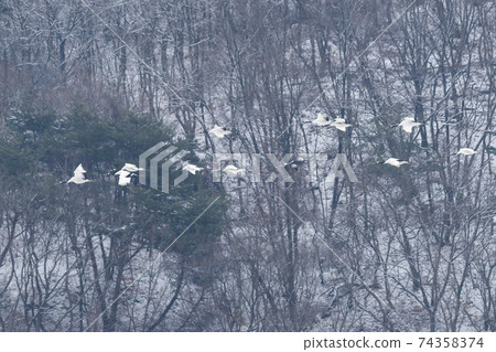 Crane, Cheolwon-gun, Gangwon-do Crane, Cheolwon-gun, Gangwon-do 74358374