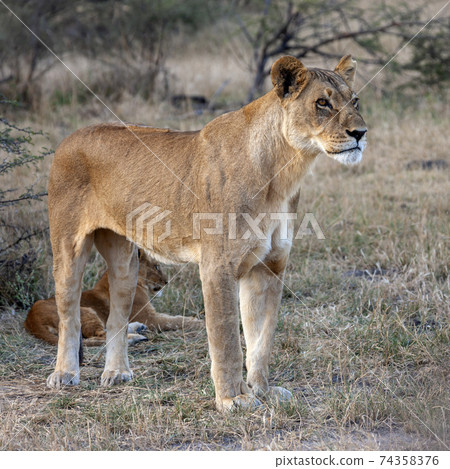 Lioness - Botswana - Africa Lioness - Botswana - Africa 74358376