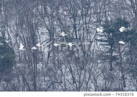 Crane, Cheolwon-gun, Gangwon-do Crane, Cheolwon-gun, Gangwon-do 74358378