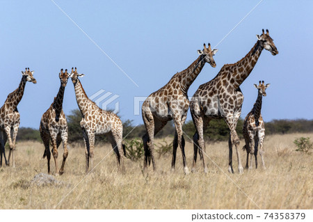 Giraffe - Botswana - Africa Giraffe - Botswana - Africa 74358379