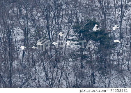 Crane, Cheolwon-gun, Gangwon-do Crane, Cheolwon-gun, Gangwon-do 74358381