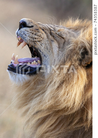 Lion - Botswana - Africa Lion - Botswana - Africa 74358387