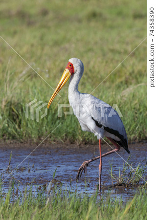 Yellow-billed Stork - Okavango Delta - Botswana 74358390