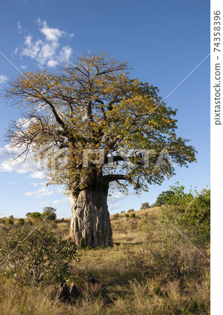 African Baobab Tree - Botswana 74358396