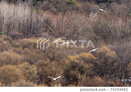 Crane, Cheolwon-gun, Gangwon-do Crane, Cheolwon-gun, Gangwon-do 74358402