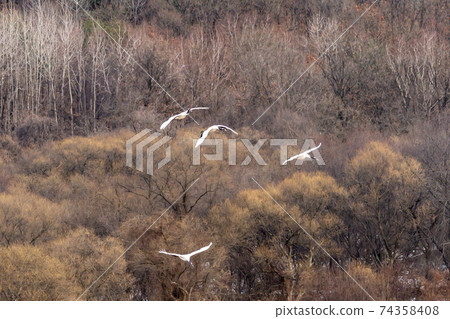 起重機,Cheolwon-gun,江原道 起重機,Cheolwon-gun,江原道 74358408