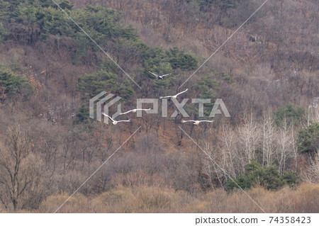 Crane, Cheolwon-gun, Gangwon-do 74358423