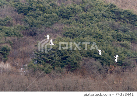 Crane, Cheolwon-gun, Gangwon-do Crane, Cheolwon-gun, Gangwon-do 74358441
