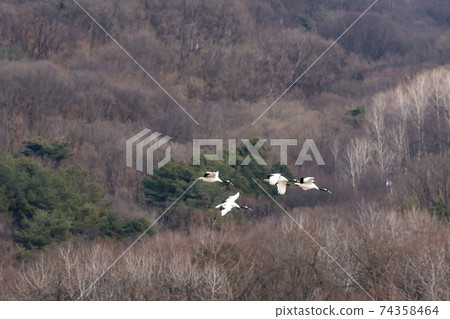 Crane, Cheolwon-gun, Gangwon-do Crane, Cheolwon-gun, Gangwon-do 74358464