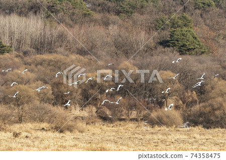 Crane, Cheolwon-gun, Gangwon-do 74358475
