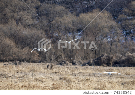 起重機,Cheolwon-gun,江原道 起重機,Cheolwon-gun,江原道 74358542