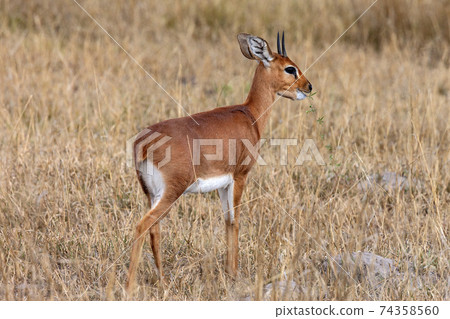 Damara Dik-Dik - Damaraland - Namibia Damara Dik-Dik - Damaraland - Namibia 74358560