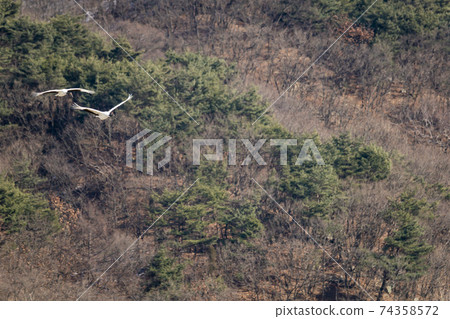 起重機,Cheolwon-gun,江原道 起重機,Cheolwon-gun,江原道 74358572