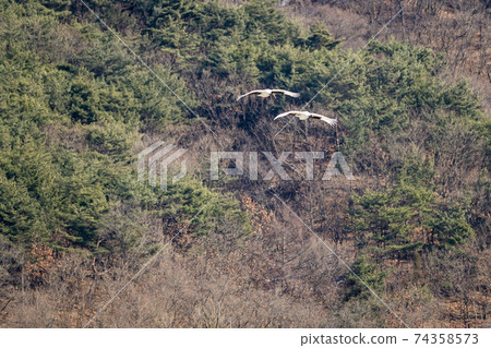 Crane, Cheolwon-gun, Gangwon-do Crane, Cheolwon-gun, Gangwon-do 74358573
