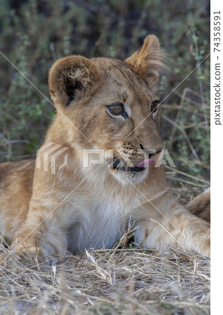 Lion cub - Botswana - Africa Lion cub - Botswana - Africa 74358591