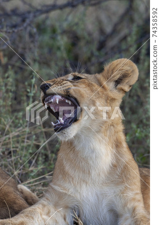 Lion cub - Botswana - Africa Lion cub - Botswana - Africa 74358592