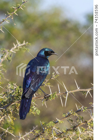 Cape glossy starling - Botswana - Africa Cape glossy starling - Botswana - Africa 74358596