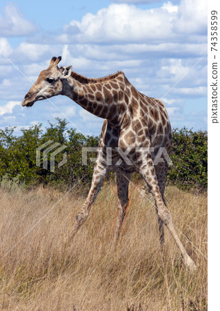 Giraffe - Giraffa camelopardalis - Botswana Giraffe - Giraffa camelopardalis - Botswana 74358599