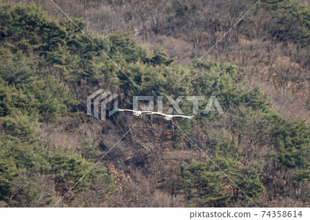 Crane, Cheolwon-gun, Gangwon-do 74358614