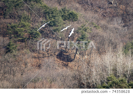 起重機,Cheolwon-gun,江原道 起重機,Cheolwon-gun,江原道 74358628