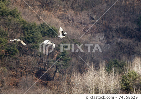 Crane, Cheolwon-gun, Gangwon-do Crane, Cheolwon-gun, Gangwon-do 74358629