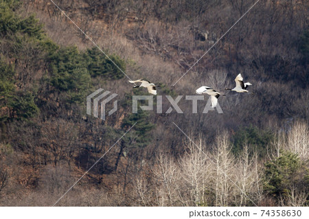 Crane, Cheolwon-gun, Gangwon-do Crane, Cheolwon-gun, Gangwon-do 74358630