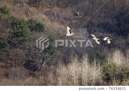Crane, Cheolwon-gun, Gangwon-do Crane, Cheolwon-gun, Gangwon-do 74358631